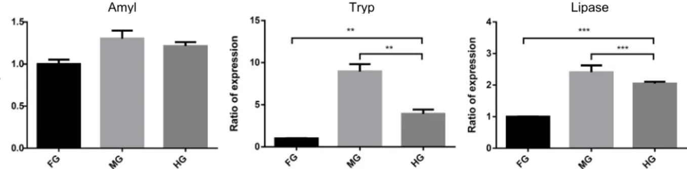 Fig.  1.  Gene  expression  of  amylase  (black),  trypsin  (light  gray)  and  lipase  (dark  gray)  from  digestive  tract  of  male  G