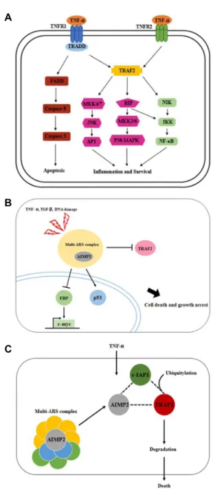 Fig.  1.  Schematic  representations  of  TNF-α  signaling  diverse  role  of  AIMP2  and  binding  among  AIMP2,  TRAF2,  and  c-IAP1