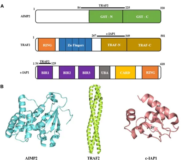 Fig.  2.  Structural  analyses  of  AIMP2,  TRAF2,  and  c-IAP1  (A)  Domain  analyses  of  AIMP2,  TRAF2,  and  c-IAP1