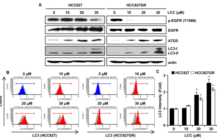 Fig.  3.  The  effects  of  LCC  on  autophagy  in  NSCLC  cells.  (A)  HCC827  and  HCC827GR  cells  were  treated  with  or  without  LCC  for  48  hr