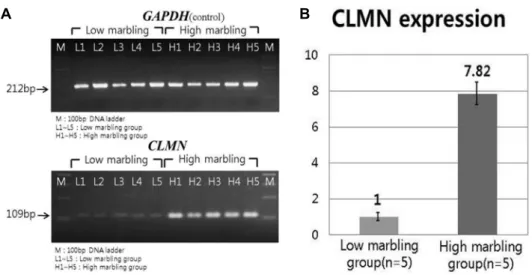 Fig.  1.  Gene  expression  of  CLMN  gene  between  high-  and  low-marbing  score  grades  of  the  loin  muscle  in  Hanwoo