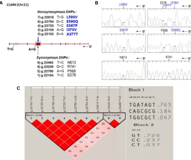 Fig.  2.  SNP  annotation  and  linkage  disequilibrium  analysis  among  SNPs  of  CLMN  gene  in  Hanwoo