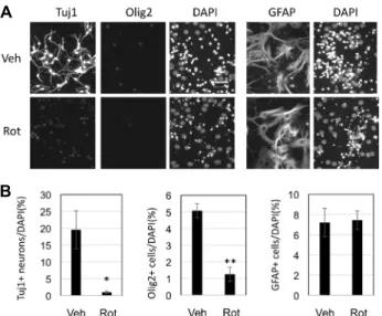 Fig.  3.  Effects  of  rotenone  on  differentiated  SVZ  NSCs.  A.  SVZ  NSCs  were  incubated  in  N6  differentiation  medium  for  4  days,  and  then,  new  N6  medium  containing  DMSO  (Veh)  or  50  nM  rotenone  (Rot)  was  applied  to  them