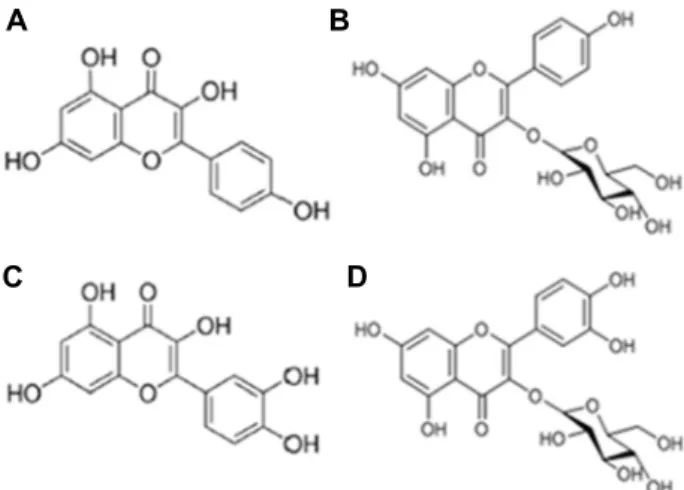 Fig.  1.  The  chemical  structures  of  flavonoids  including  kaemp- kaemp-ferol  (A),  kaempkaemp-ferol-3-O-glucoside  (B),  quercetin  (C),  and  quercetin-3-β-D-glucoside  (D)