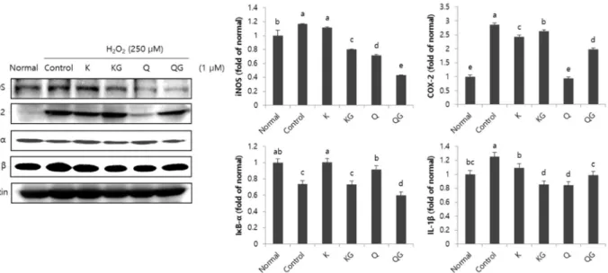 Fig.  3.  Effect  of  flavonoids  on  expressions  of  inflammation-related  proteins  such  as  iNOS,  COX-2,  IκB-α and  IL-1β in  C6  glial  cells  treated  with  H 2 O 2