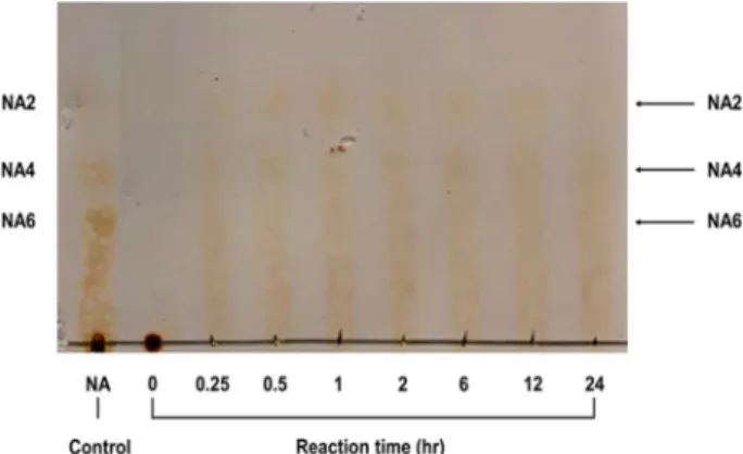 Fig.  7.  TLC  analysis  of  the  hydrolyzed  products  of  agarose  by  agarase.  The  reactions  were  carried  out  at  50℃ in  20  mM  Tris-HCl  (pH  6.0)  buffer  containing  0.2%  (w/v)  agarose  and  500  μl  of  raw  enzyme  solution  for  0,  0.25