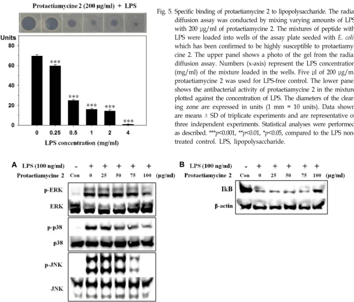 Fig.  5.  Specific  binding  of  protaetiamycine  2  to  lipopolysaccharide.  The  radial  diffusion  assay  was  conducted  by  mixing  varying  amounts  of  LPS  with  200  μg/ml  of  protaetiamycine  2