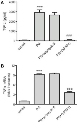 Fig.  1.  Expression  of  TNF-α at  the  messenger  and  protein  levels  in  response  to  peptidoglycan  (PG)
