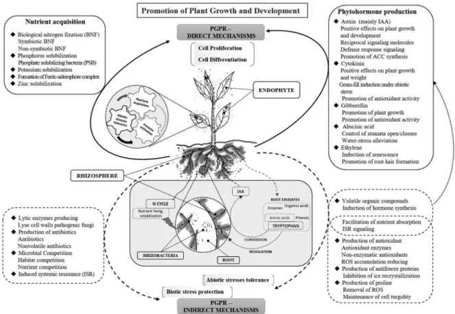 Fig.  1.  Direct  and  indirect  mechanisms  of  the  effects  of  PGPR  on  plants.  PGPR  inhabit  the  rhizosphere  or  are  endophytes  and  affect  cell  growth,  including  cell  proliferation,  expansion,  and  differentiation,  thereby  modifying  