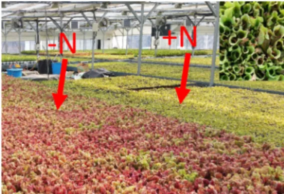 Fig.  1.  Leaf  color  changes  of  S.  purpurea  depending  on  nitrogen  fertilizer
