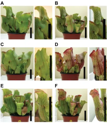 Fig.  2.  Leaf  color  changes  of  S.  purpurea  grown  in  different  light  and  nitrogen  nutrient  conditions