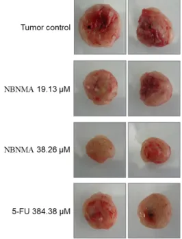 Fig.  6.  Effect  of  NBNMA  on  tumor  growth  rate  of  mice  with  CT-26  solid  tumor