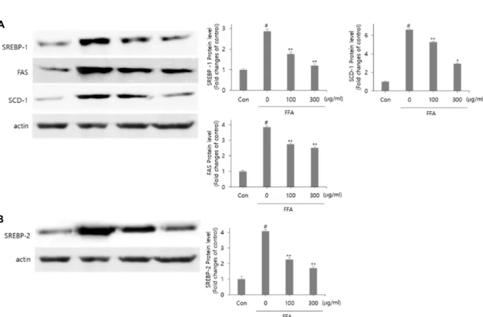 Fig.  4.  Effects  of  Cudrania  tricuspidata  fruit  extract  on  lipogenesis  related  protein  expression  in  HepG2  cells