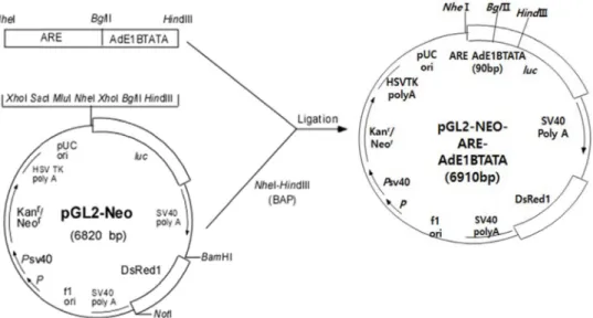 Fig.  1.  Construction  of  a  testosterone  responsive  reporter  plasmid.  An  ARE-AdE1BTATA  fragment  was  inserted  in  the  NheΙ-Hind