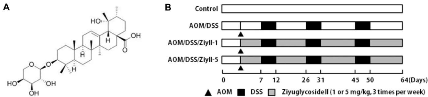 Fig.  1.  Experimental  protocol  for  evaluating  the  effects  of  ziyuglycoside  II  on  AOM/DSS-induced  colon  cancer  in  mice