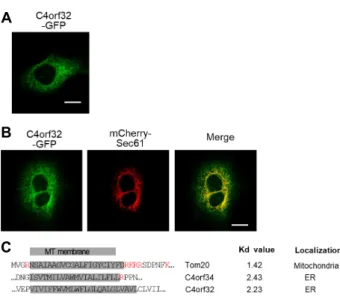 Fig.  1.  ER  localization  of  hC4orf32  in  HeLa  cells.  (A)  Cellular  localization  of  C4orf32-GFP  in  HeLa  cells