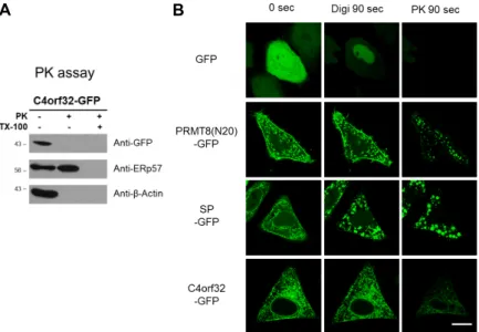 Fig.  2.  Identification  of  C4orf32  topology  using  pro- pro-tease  protection  assay  and  FPP  assay