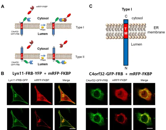 Fig.  3.  Identification  of  C4orf32  topology  using  FRB-rapamycin-FKBP.  (A)  A  schematic  diagram  of  an  experimental  model  of  the  GFP-FRB/rapamycin/mRFP-FKBP  system