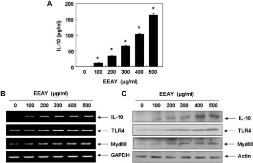 Fig.  5.  Increase  of  IL-10  generation  and  expression  by  EEAY  in  RAW  264.7  macrophages