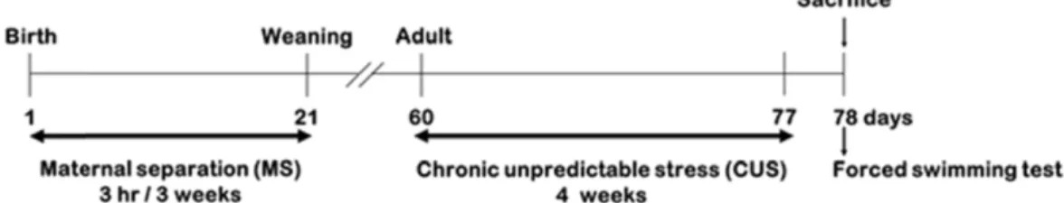 Fig.  1.  Experimental  design  schematic.  Mice  pups  were  separated  from  their  dams  for  3  hr  per  day  from  postnatal  day  1  through  3  weeks  of  age