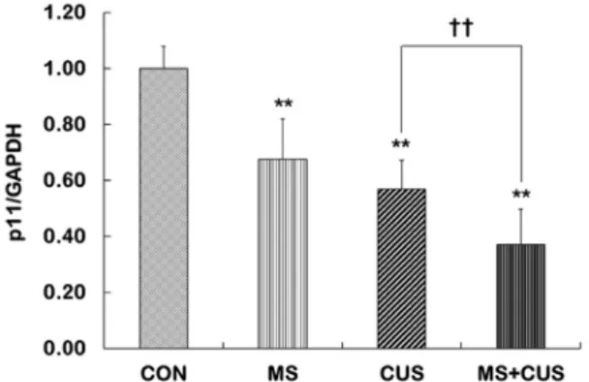 Fig.  2.  Expression  of  p11  mRNA  in  the  hippocampus  of  control,  MS,  CUS,  and  MS+CUS  groups