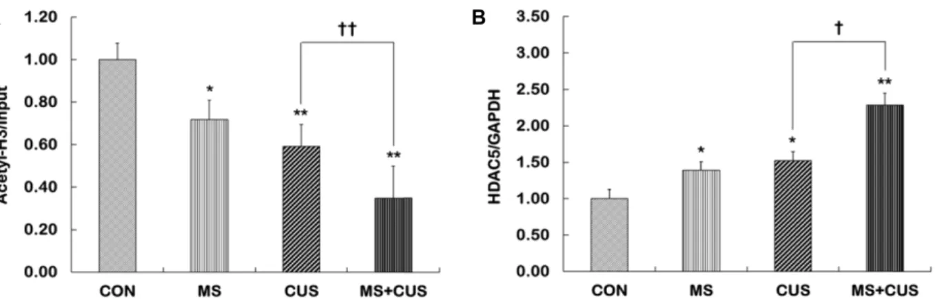 Fig.  3.  The  levels  of  acetylated  histone  H3  at  p11  promoter  and  HDAC5  mRNA  expression  in  the  hippocampus  of  control,  MS,  CUS,  and  MS+CUS  groups