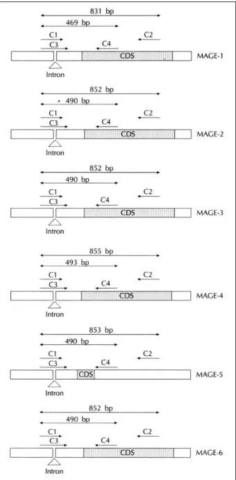 Table 2. Common primer sequences for the detection of MAGE 1-6 genes 
