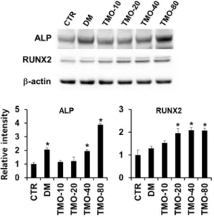 Fig.  4.  Effect  of  Tenebrio  molitor  larvae  Oil  on  the  osteoblato- osteoblato-genesis  related  protein  expression