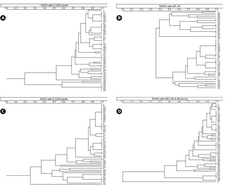 Fig. 2. Dendrograms of RAPD patterns with 8 combinations of primers. A, A-1245; B, AP-50; C, B-1245; D, DKU-44/DKU-49 (Fig