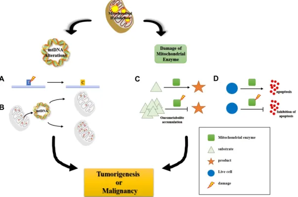 Fig.  3.  Schematic  representation  of  correlation  between  mitochondrial  dysfunction  and  cancer