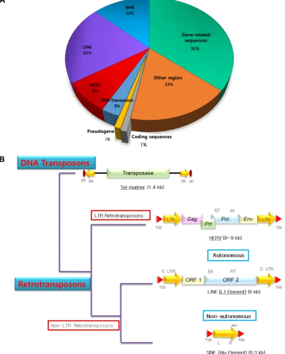 Fig.  1.  A.  Composition  of  transposable  elements  in  human  genome.  B.  Types  and  structure  analyses  of  transposable  elements