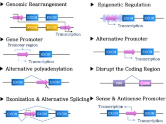 Fig.  2.  Biological  roles  of  transposable  elements.  This  Fig.  was  modified  from  Cordaux  and  Batzer  [15]