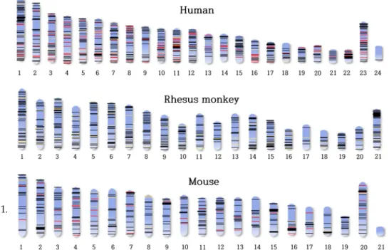 Fig.  5.  Copy  numbers  of  TE-derived  miRNAs  in  human,  rhesus  monkey,  and  mouse