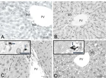 Fig.  3.  Microscopic  photographs  of  the  liver  before  and  after  mercury  treatment