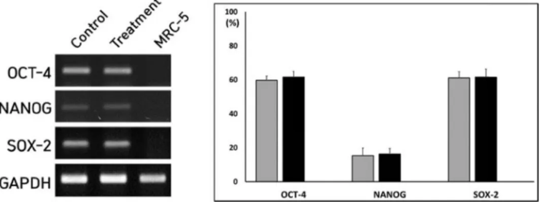 Fig.  5.  Expression  level  of  OCT-4,  NANOG  and  SOX-2  stemness  transcripts  in  untreated  control  ( ■ )  and  Y-27632-treated  iPSCs  ( ■ )  treated  10  uM  Y-27632