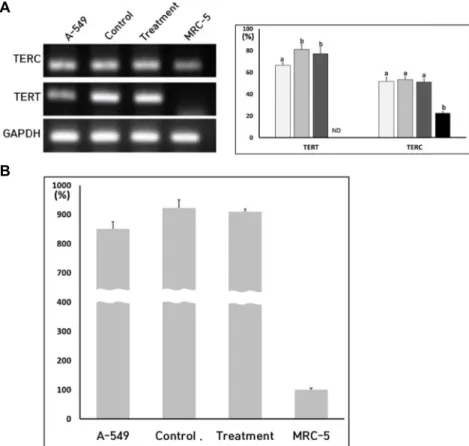 Fig.  6.  A,  Expression  level  of  TERT  and  TERC  transcripts  in  A-549  lung  cancer  ( □ ),  untreated  control  ( ■ ),  Y-27632   treat-ment  ( ■ )  and  MRC-5  fibroblasts  ( ■ )