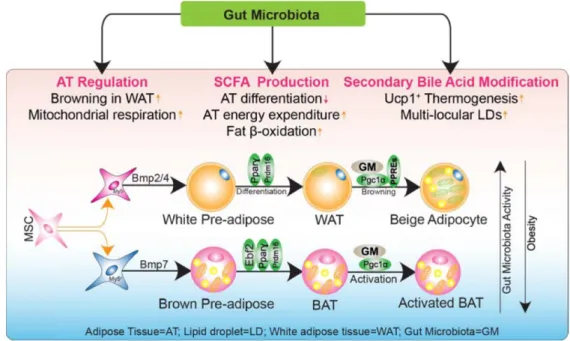 Fig.  1.  Effects  of  gut  microbiota  on  the  differentiation  into  brown  adipocytes