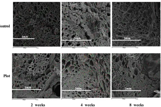 Fig.  1.  Analysis  of  Ca 2+   and  Mg 2+   contents  in  petiole  by  spraying  plant  nutrients