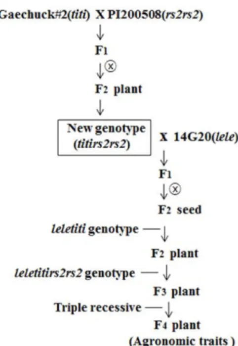 Fig.  1.  Scheme  for  development  of  new  soybean  strain  with  Kunitz  Trypsin  Inhibitor  protein  free,  lectin  protein  free,  and  low  content  of  stachyose  (triple  recessive   gen-otype,  titilelers2rs2)