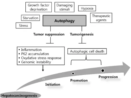 Figure 1. Dual role of autophagy in the initiation and development of hepatocellular carcinoma