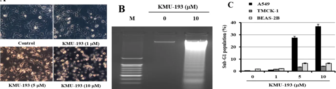Figure 1. The Structure and Anti-proliferative Effect of  KMU-193.  (A) The chemical structure of KMU-193
