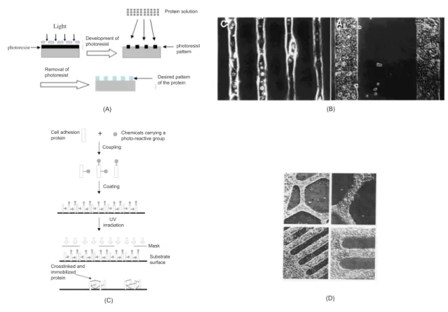 그림 2. Photolithography를 이용한 cell patterning.