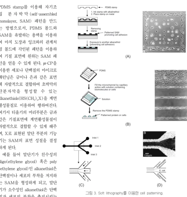 그림 3. Soft lithography를 이용한 cell patterning.