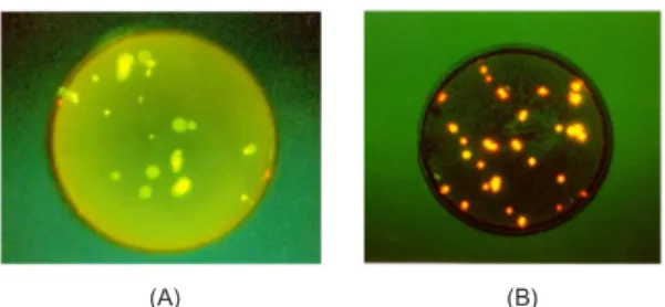 그림 7.  Live/Dead  Viability/Cytotoxicity  fluorescence assay.