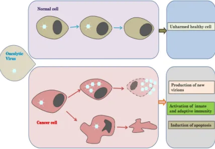 Fig.  1.  Principle  of  oncolytic  virotherapy.  Oncolytic  viruses  are  natural  or  programmed   can-cer-killing  viruses