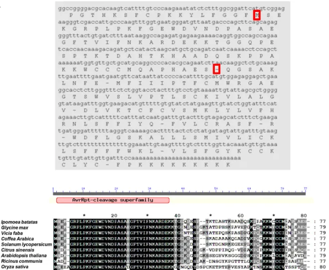 Fig.  1.  Sequence  analysis  of  the  IbNOI  full-length  cDNA.  (A)  Nucleotide  and  deduced  amino  acid  sequences  of  IbNOI  cDNA