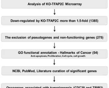 Fig.  1.  Schematic  of  the  microarray  data  (GSE79228)-based  proc- proc-ess  used  to  identify  TFAP2C-target  genes  that  function  as  oncogenes.