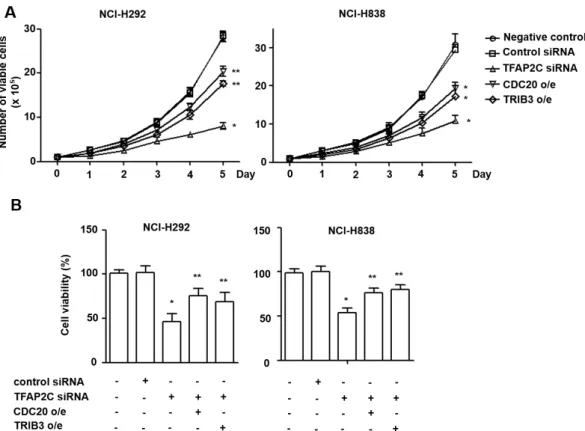 Fig.  3.  The  oncogenic  effects  of  CDC20  and  TRIB3  on  NSCLC  cell  proliferation