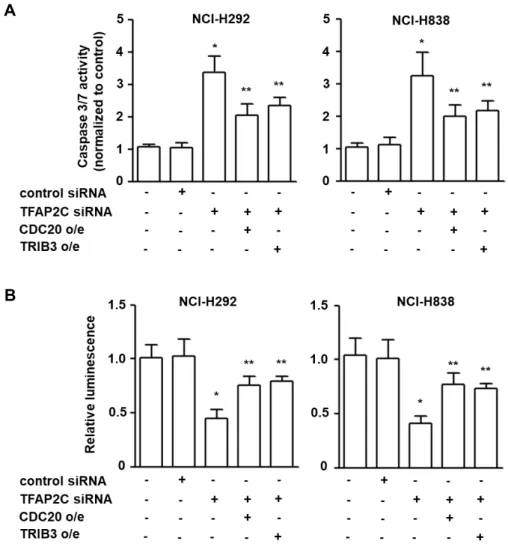 Fig.  4.  The  inhibitory  effects  of  CDC20  and  TRIB3  on  NSCLC  cell  apoptosis