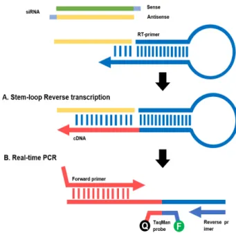 Fig.  1.  Schematic  description  of  stem-loop  RT-qPCR.  (A)  Reverse  transcription  of  siRNA  primed  by  specific  stem-loop  RT  primer